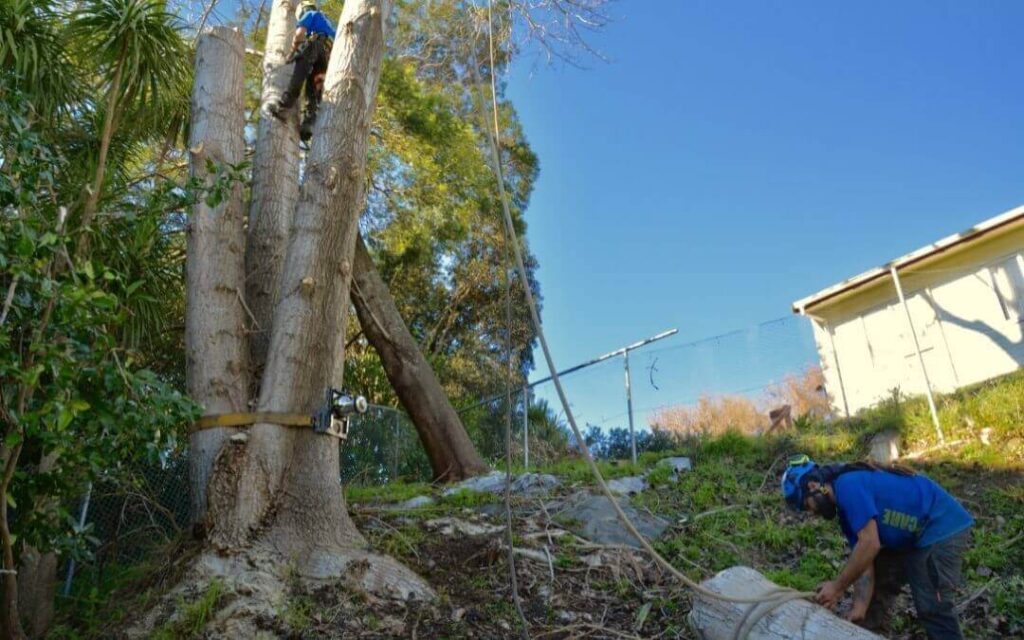 Reliable Tree Removal