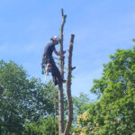 Finding Reliable Tree Removal in Inner West