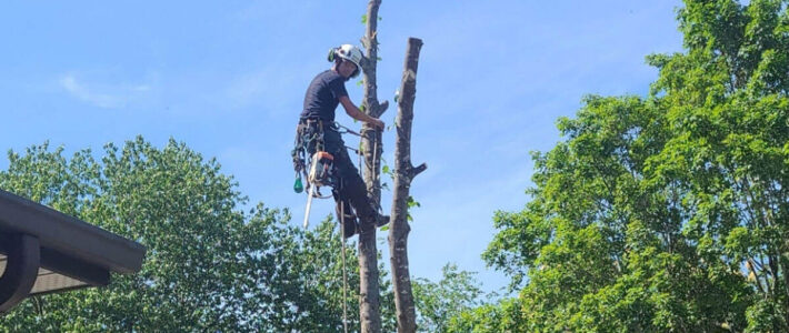 Reliable Tree Removal