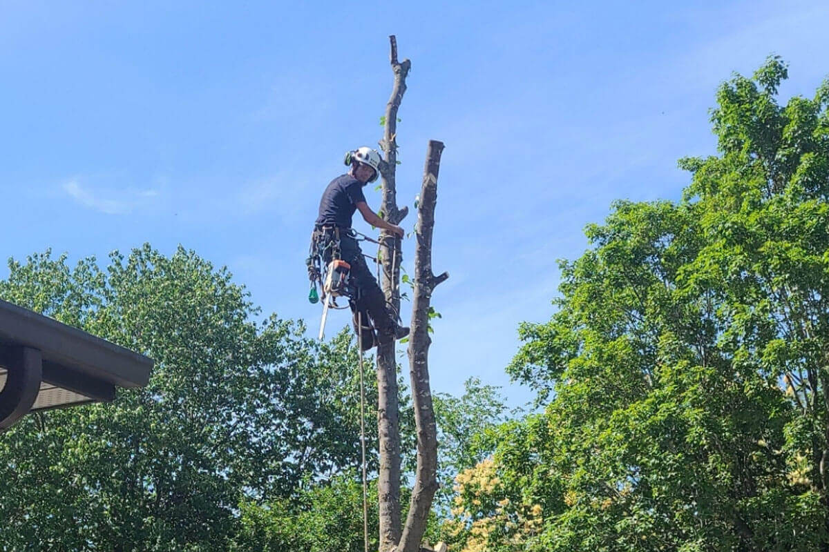 Finding Reliable Tree Removal in Inner West