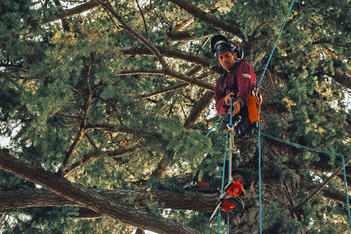 Top Tree Removal Inner West Services for Your Property