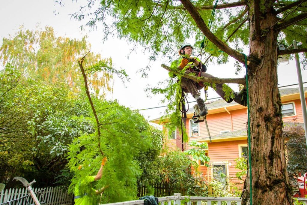 Tree Removal Inner West