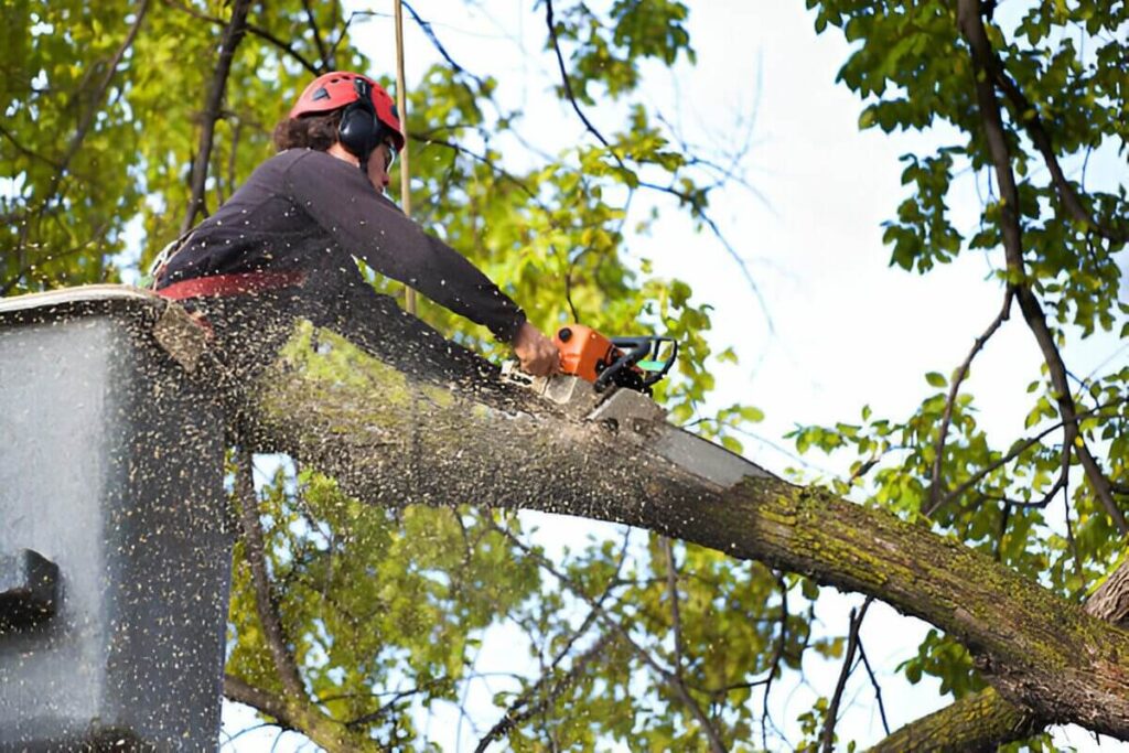 Tree Removal Inner West