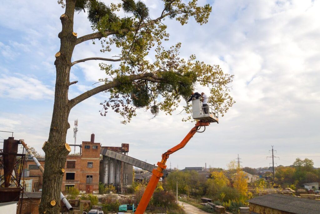 Reliable Tree Removal