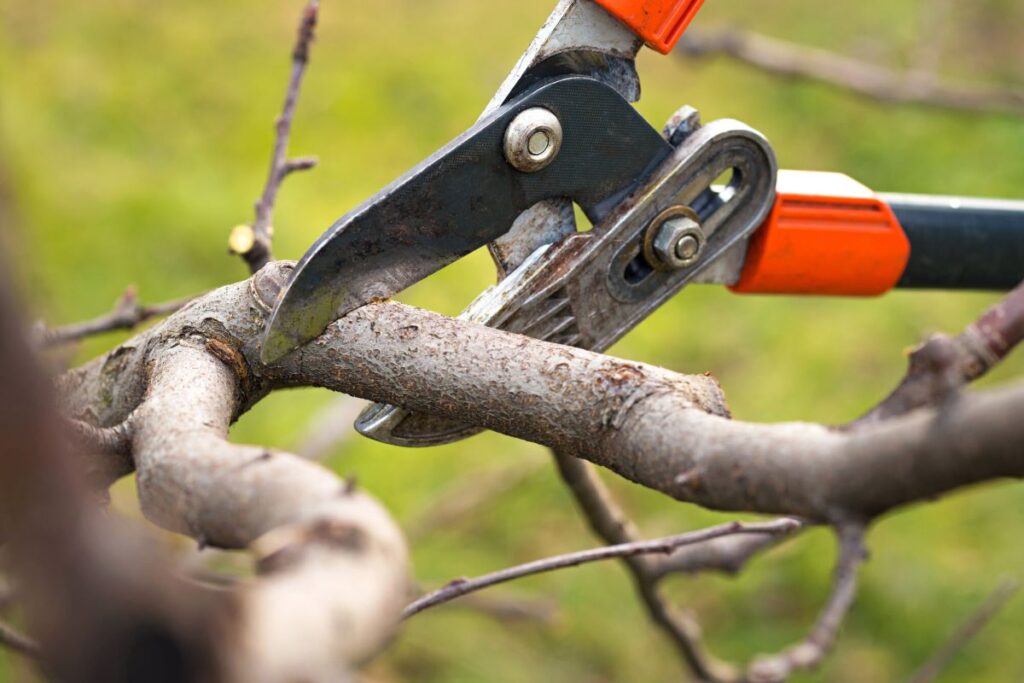 tree pruning pricing