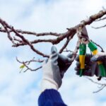 Essential Tree Pruning Tools for DIY Enthusiasts