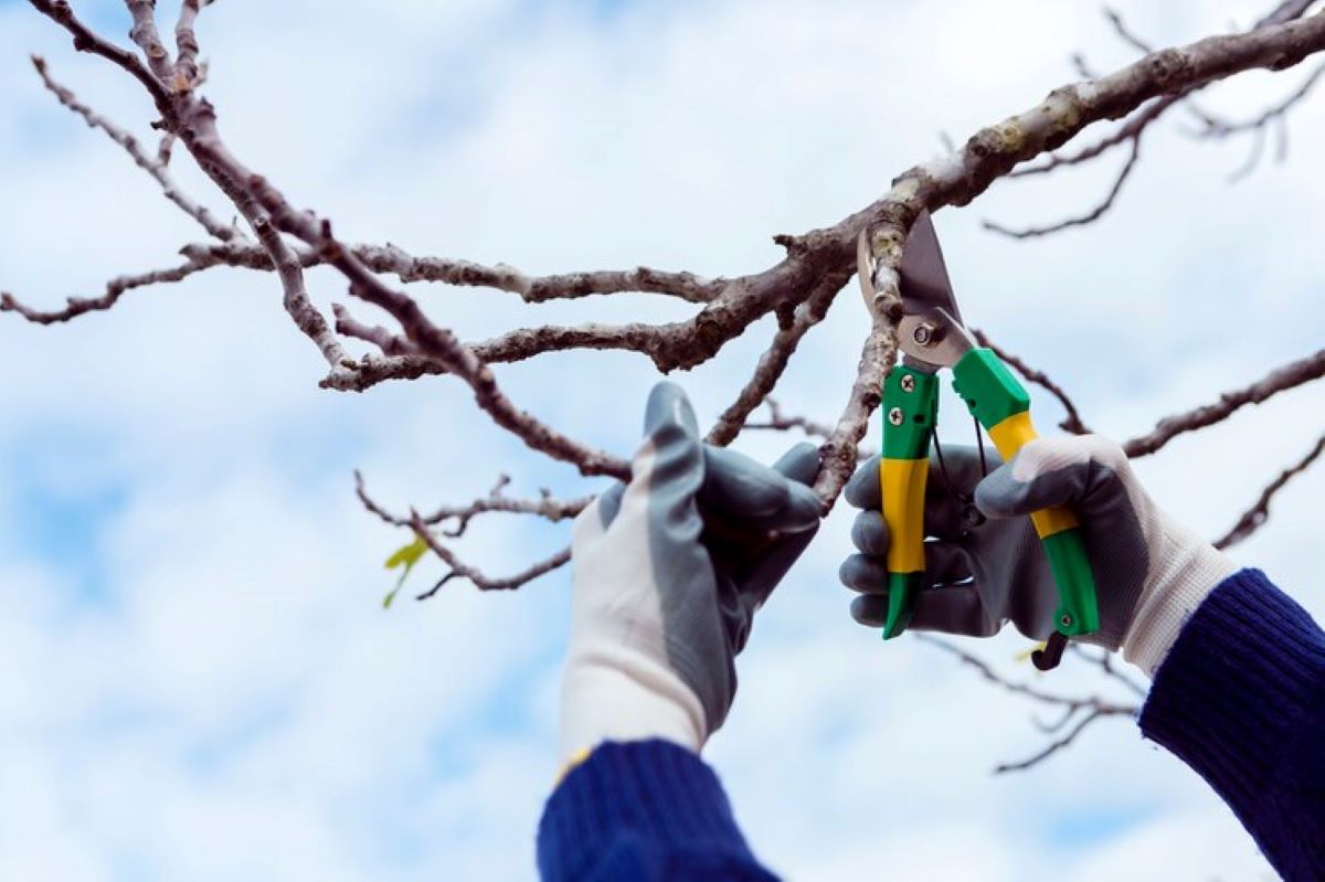 Essential Tree Pruning Tools for DIY Enthusiasts