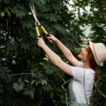 Tree Pruning Pricing: What to Expect