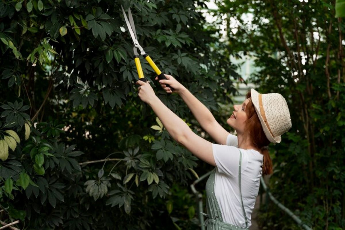 Tree Pruning Pricing: What to Expect