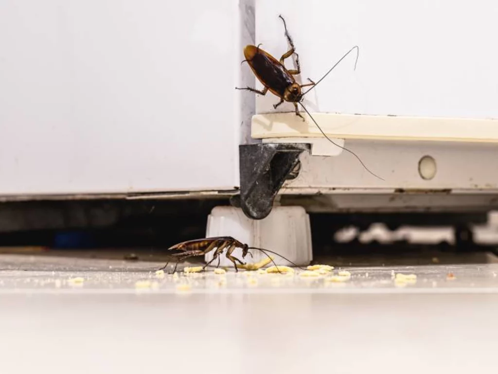 Rodent Removal Sydney: How Much Does It Cost and What’s Included?

