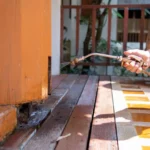 Rodent Removal Sydney: How Much Does It Cost and What’s Included?