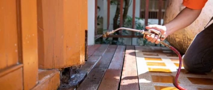 Rodent Removal Sydney: How Much Does It Cost and What’s Included? Rodent Removal Sydney: How Much Does It Cost and What’s Included?