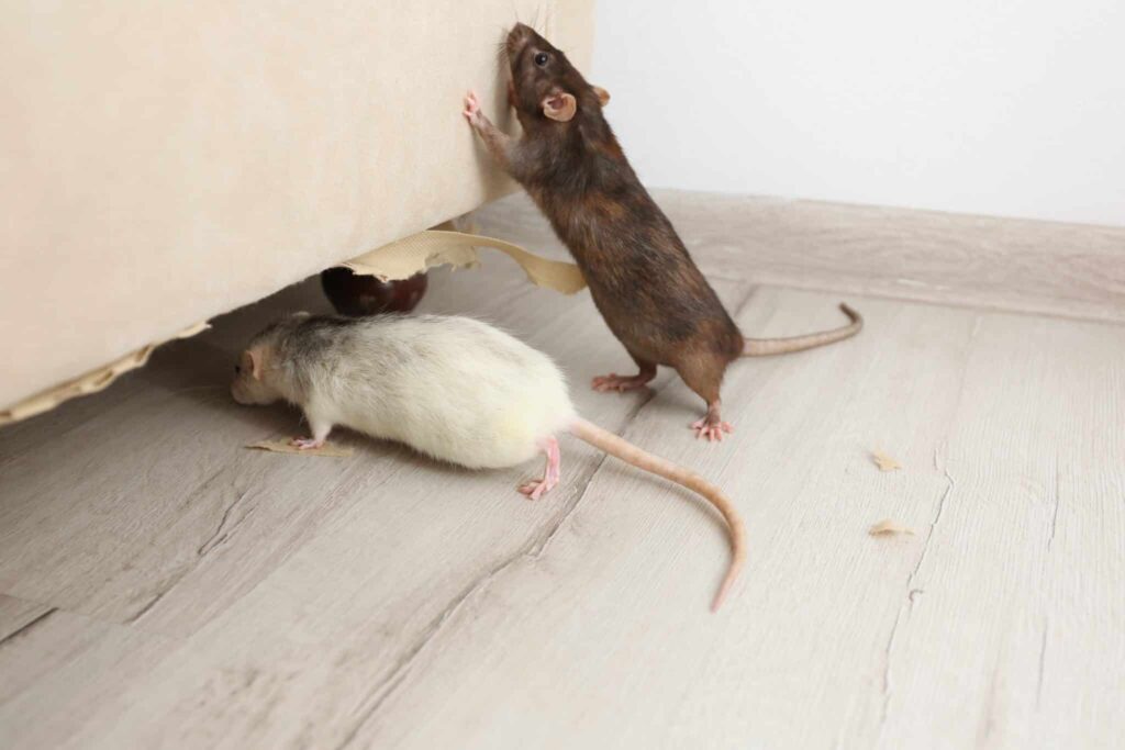 Rodent Removal Sydney: How Much Does It Cost and What’s Included?

