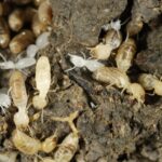 Pest Control Termite Treatment: How Safe Are These Products for Pets?