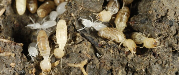 Pest Control Termite Treatment: How Safe Are These Products for Pets? Pest Control Termite Treatment: How Safe Are These Products for Pets?