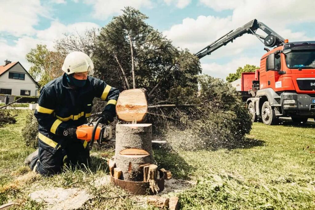 Arborist Wahroonga