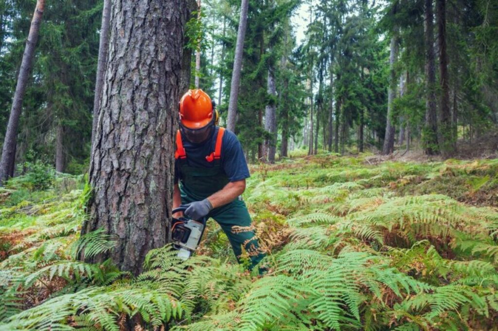 Arborist Wahroonga