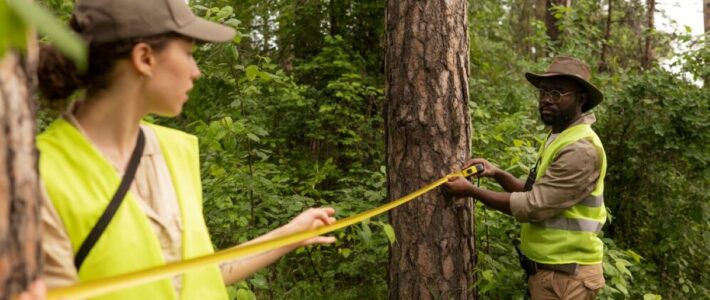 Tree Removal in Epping What Permits Do You Need Before Cutting tree removal Epping