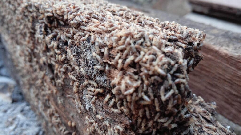 Pest Control Termite Treatment: How Safe Are These Products for Pets?