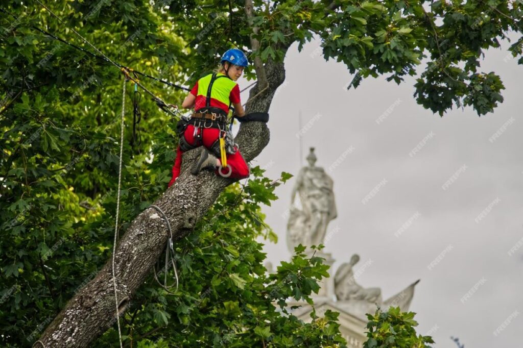 tree removal Epping